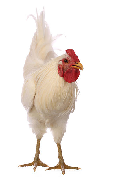 istock Portrait of a white cock 175249491