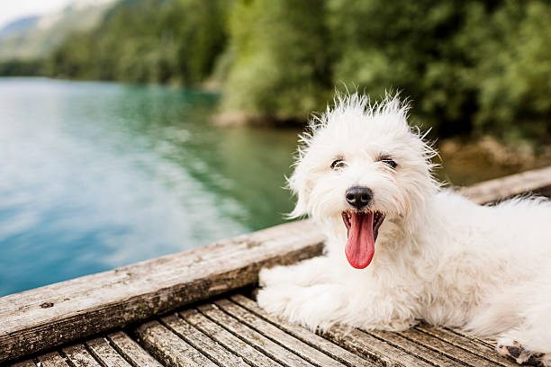 White dog on boardwalk over lake stock photo