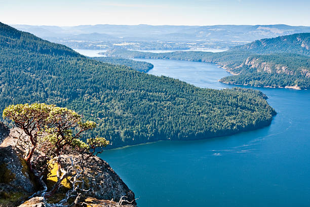 istock Arbutus Tree Above Burgoyne Bay 175249717