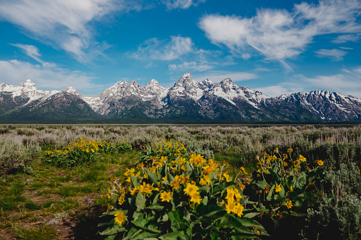 Immerse yourself in the serene beauty of springtime with this captivating stock photo. The magnificent Grand Tetons stand tall against a backdrop of a brilliant blue sky adorned with fluffy clouds. In the foreground, a meadow of vibrant yellow wildflowers is in full bloom, creating a burst of color and life. This image captures the essence of a tranquil spring day in the Tetons, offering a perfect representation of the natural beauty of the season. Download now to bring the refreshing allure of this picturesque moment to your creative projects.