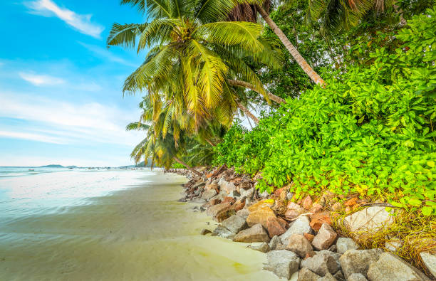istock White sand and palm trees in Anse Volbert 1752499375