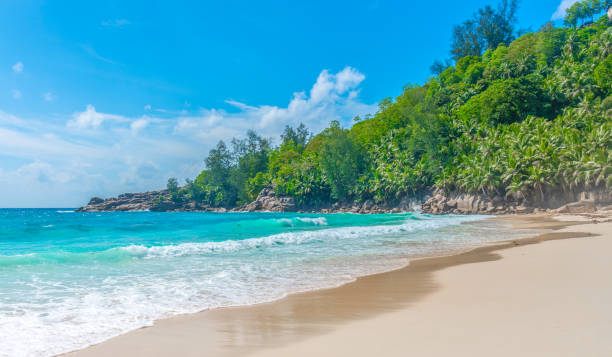 istock Palms and turquoise water in Anse Intendance beach 1752499460