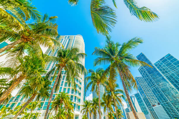 istock Coconut palms and skyscrapers in downtown Miami 1752500621