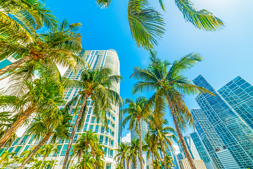 Coconut palms and skyscrapers in downtown Miami, USA