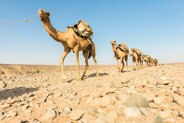 salt camel train - afar desert stock-fotos und bilder