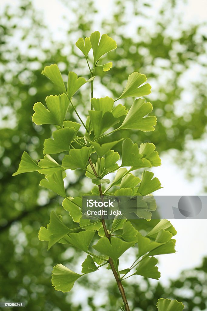 Ginkgo - Photo de Arbre libre de droits