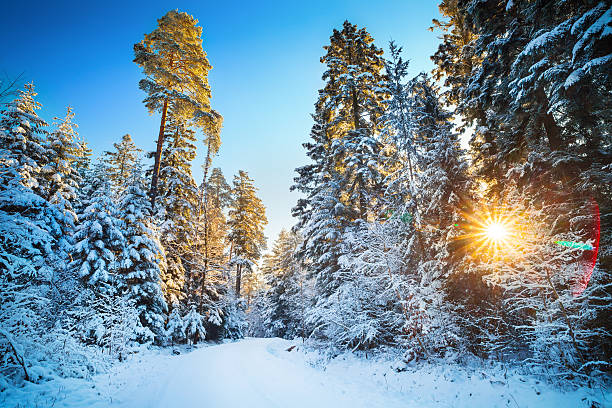 istock Road through the Winter Forest with natural Sun Flare 175250462