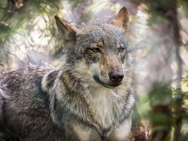 istock Wolf photo shot like from a fairy tale 1752507409