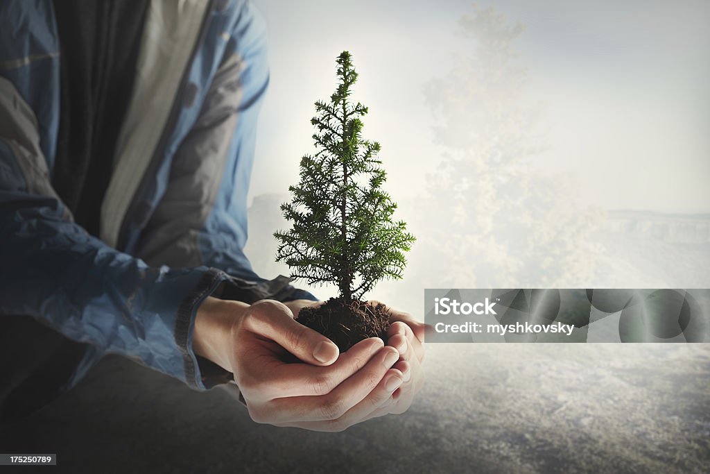 Christmas tree in hands Little fir-tree in the hands. Forest fire protection Live tree in the soil.50 iso Christmas Stock Photo