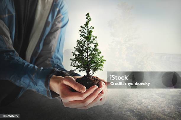 Christmas Tree In Hands Stock Photo - Download Image Now - Christmas, Christmas Tree, Agriculture