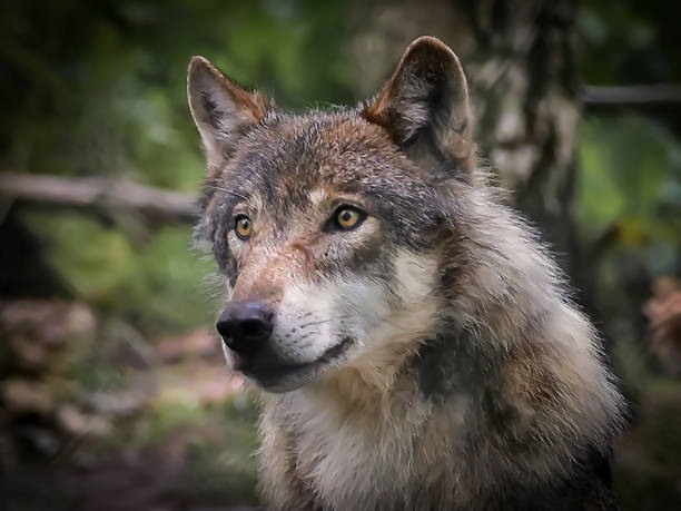 istock Wolf photo shot like from a fairy tale 1752507955