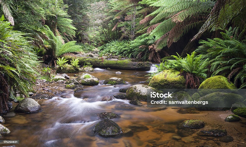 Evercreech forêt - Photo de Launceston - Australie libre de droits