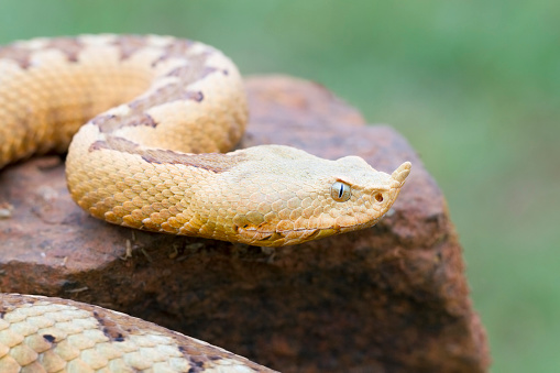 Long-nosed Viper