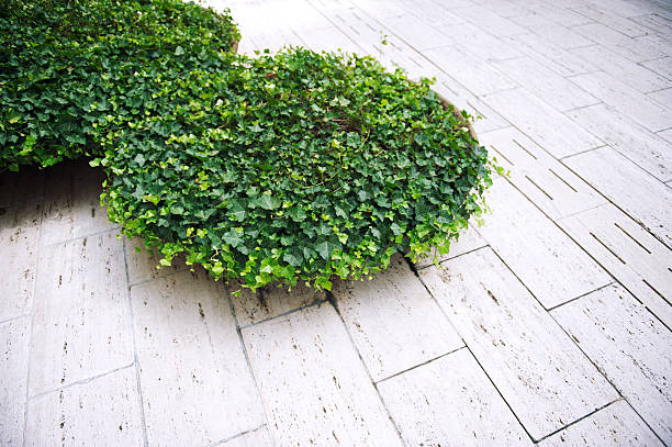 Pair of green topiary bushes decorates a plain white stone plaza