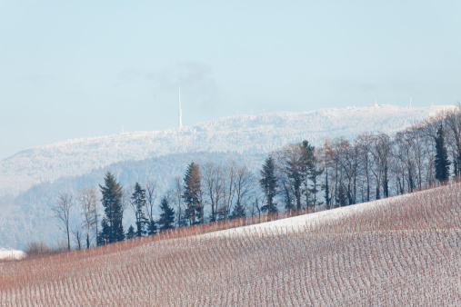 winter landscape with vineyard