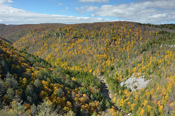 istock Canyon of Blackwater River 175251300