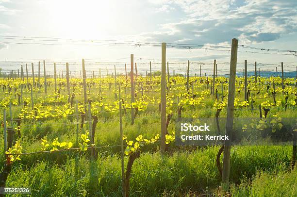 Photo libre de droit de Vine Yard Avec De Jeunes Plantes En Mai banque d'images et plus d'images libres de droit de Lac de Constance - Lac de Constance, Vignoble, Allemagne