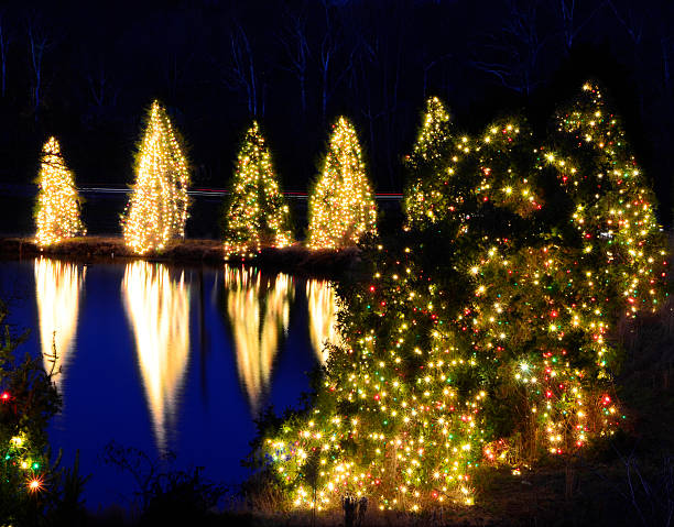istock Large evergreen Christmas trees brightly lit 175251328