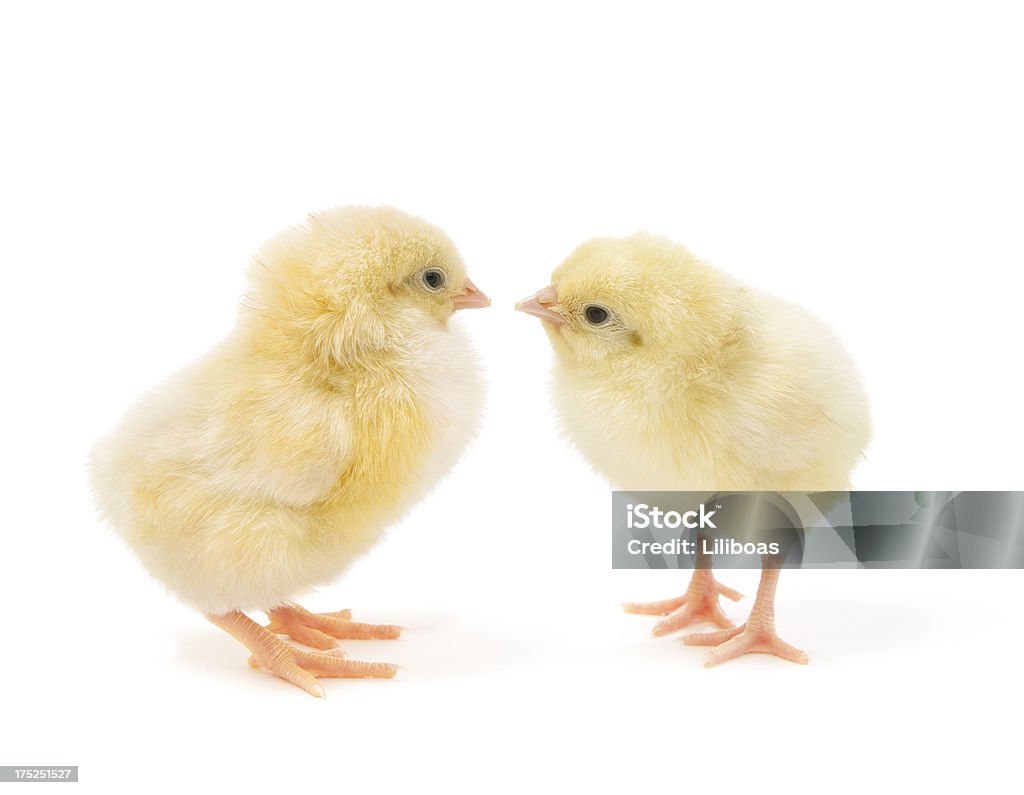 Deux Poussins de Pâques isolé sur blanc - Photo de Deux animaux libre de droits