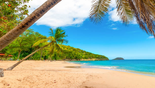 istock Coconut palm trees leaning over La Perle beach in Guadeloupe 1752517044