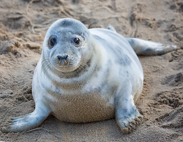 This years grey seal pup on a north norfolk beachMore Norfolk images: