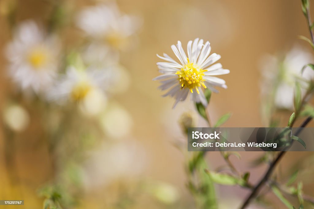 Ich allein - Lizenzfrei Bildschärfe Stock-Foto