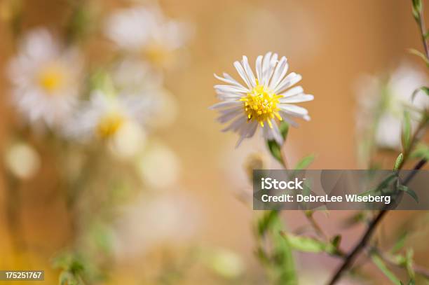 Ich Allein Stockfoto und mehr Bilder von Bildschärfe - Bildschärfe, Blüte, Blütenblatt