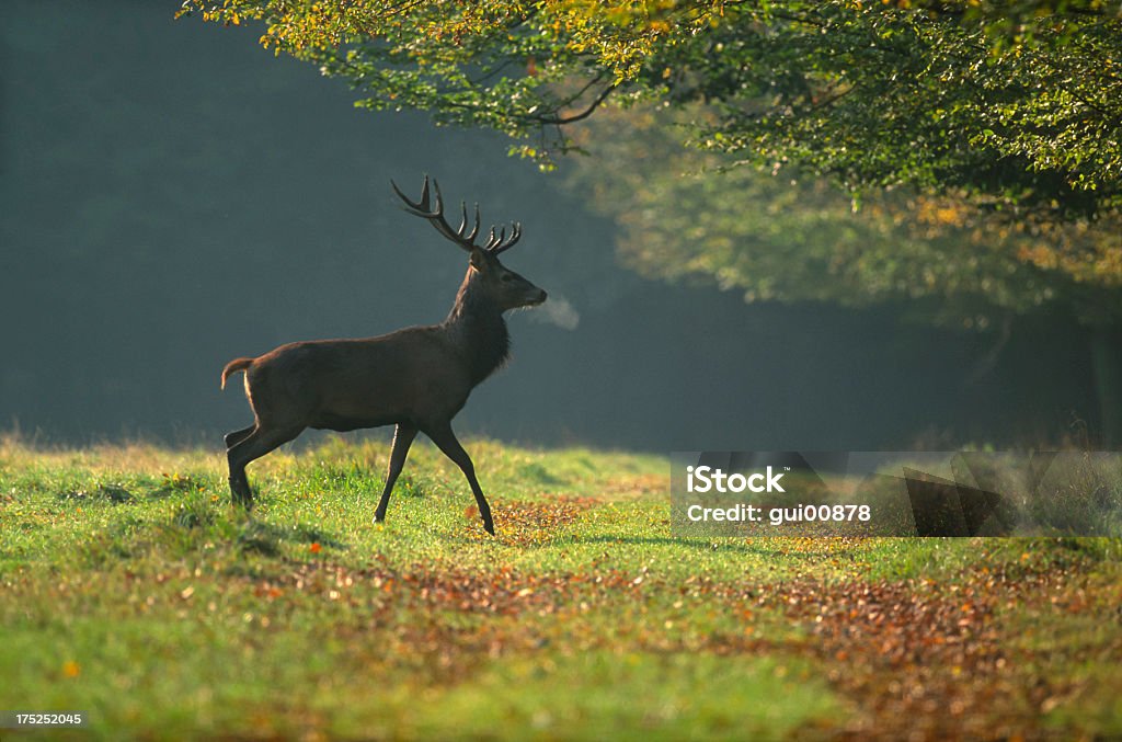 Deer Europeia - Foto de stock de Veado Macho royalty-free