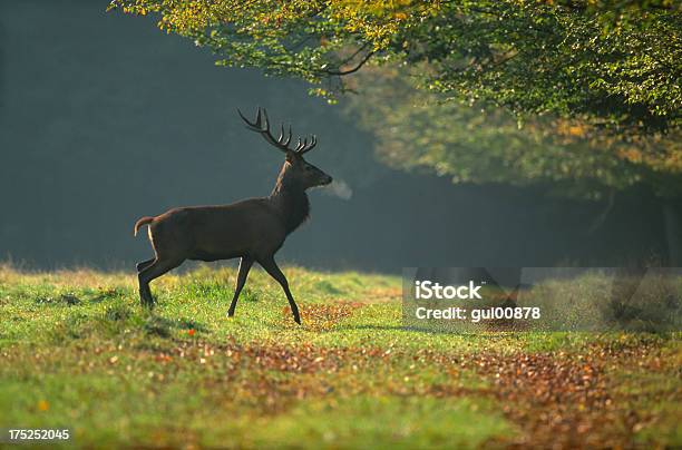 Foto de Deer Europeia e mais fotos de stock de Veado Macho - Veado Macho, Animais Machos, Animal