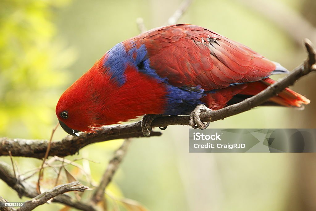 Grand éclectus - Photo de Animal femelle libre de droits