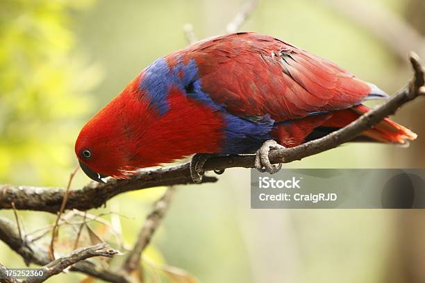 Papagaio Eclectus - Fotografias de stock e mais imagens de Animal - Animal, Animal selvagem, Ao Ar Livre
