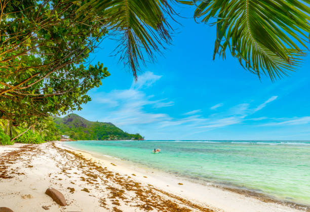 istock White sand and palms in Anse La Blague 1752523895
