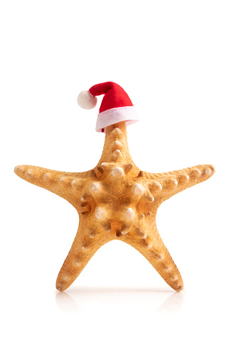 Starfish with Santa Claus hat isolated on white background
