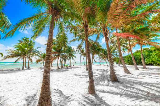 Varias palmeras de cocoteros en la playa de Bois Jolan en Guadalupe - foto de stock