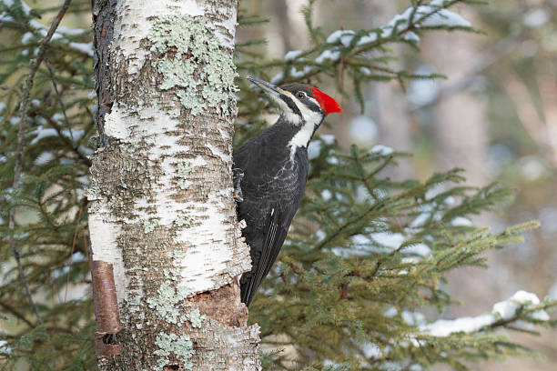 istock Female Pileated Woodpecker 175252417