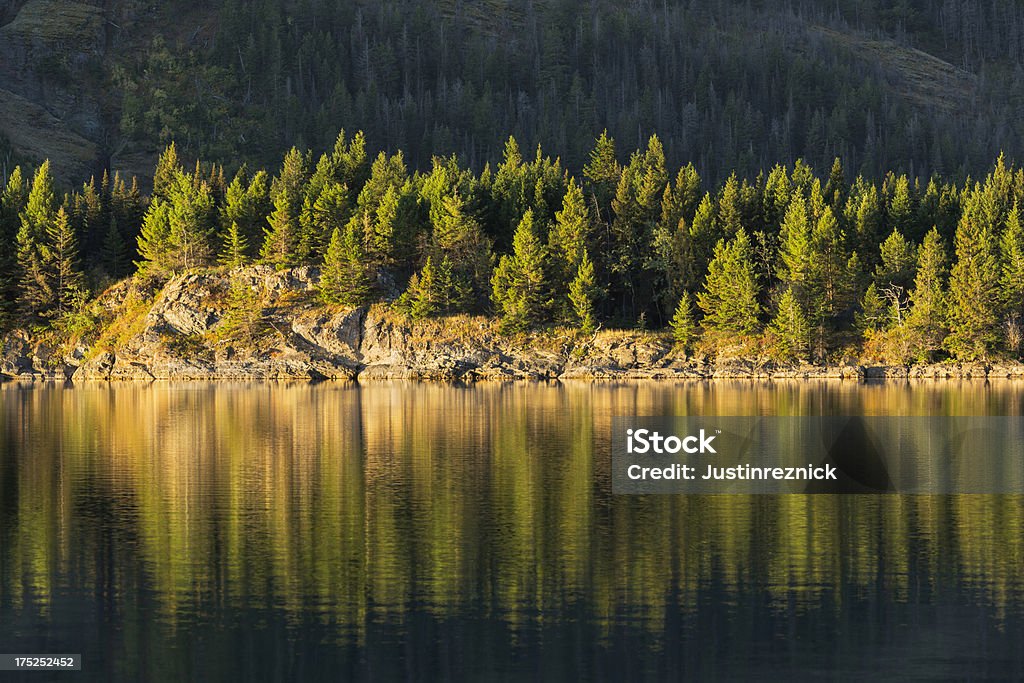 Palmeras con luz dorada - Foto de stock de Agua libre de derechos