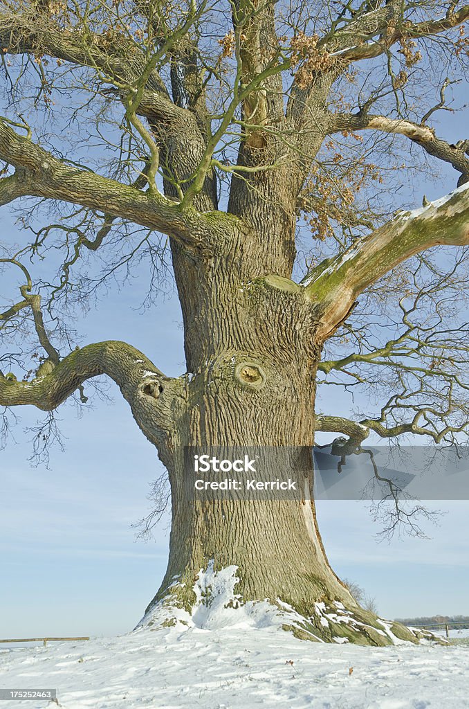 Singolo oak in inverno - Foto stock royalty-free di Albero