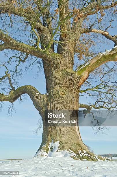 Singolo Oak In Inverno - Fotografie stock e altre immagini di Albero - Albero, Ambientazione esterna, Campo