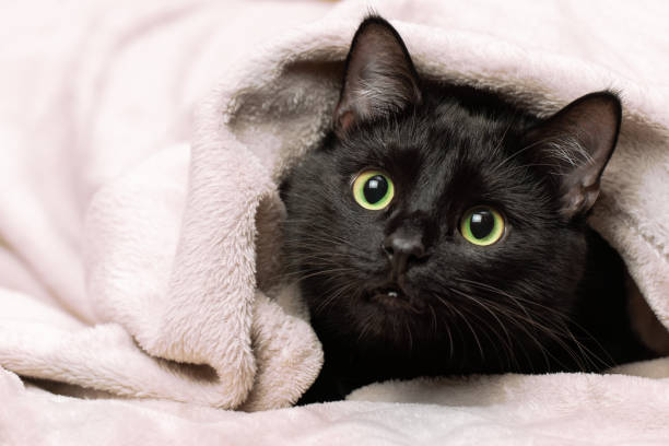 istock Portrait of a black cat peeking out from under a blanket during a cold snap 1752525055