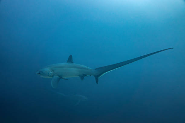 Two thresher shark in Malapascua Island. Philippines