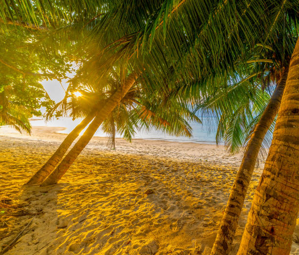 istock Coconut palm trees by the sea in Anse Citron 1752526765