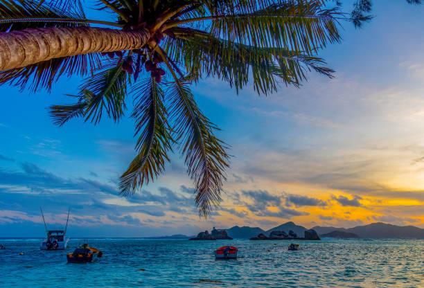 istock Palm tree by the sea in Anse Reunion beach at sunset 1752528497