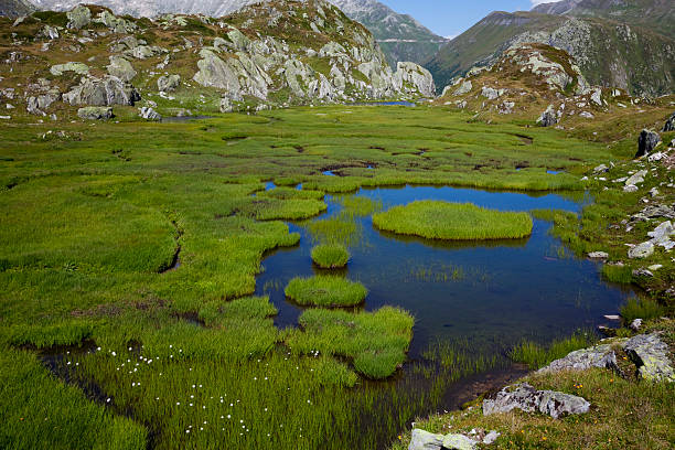 alpine lato - wilderness area flower pond clear sky zdjęcia i obrazy z banku zdjęć