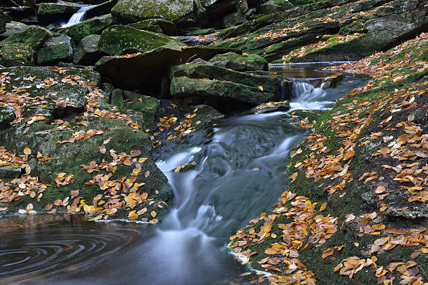 스트림에 임산 - monongahela national forest landscapes nature waterfall 뉴스 사진 이미지