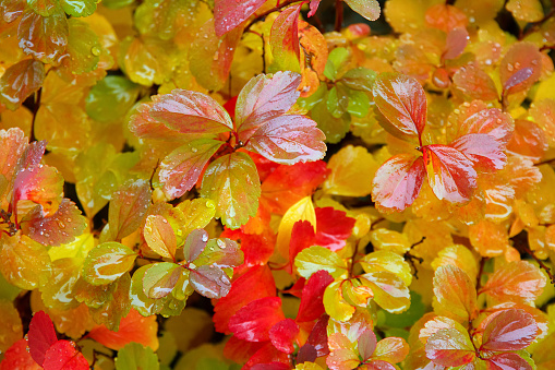 Bright yellow, orange and red fall foliage on the shrub in the park after rain.
