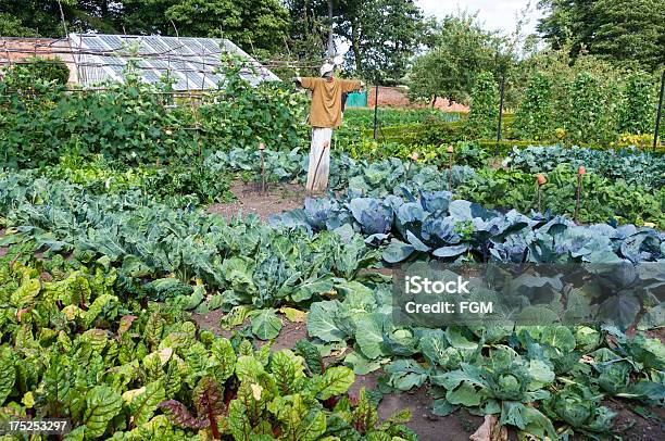 Photo libre de droit de Jardin Potager banque d'images et plus d'images libres de droit de Épouvantail - Épouvantail, Jardin potager, Jardin communautaire