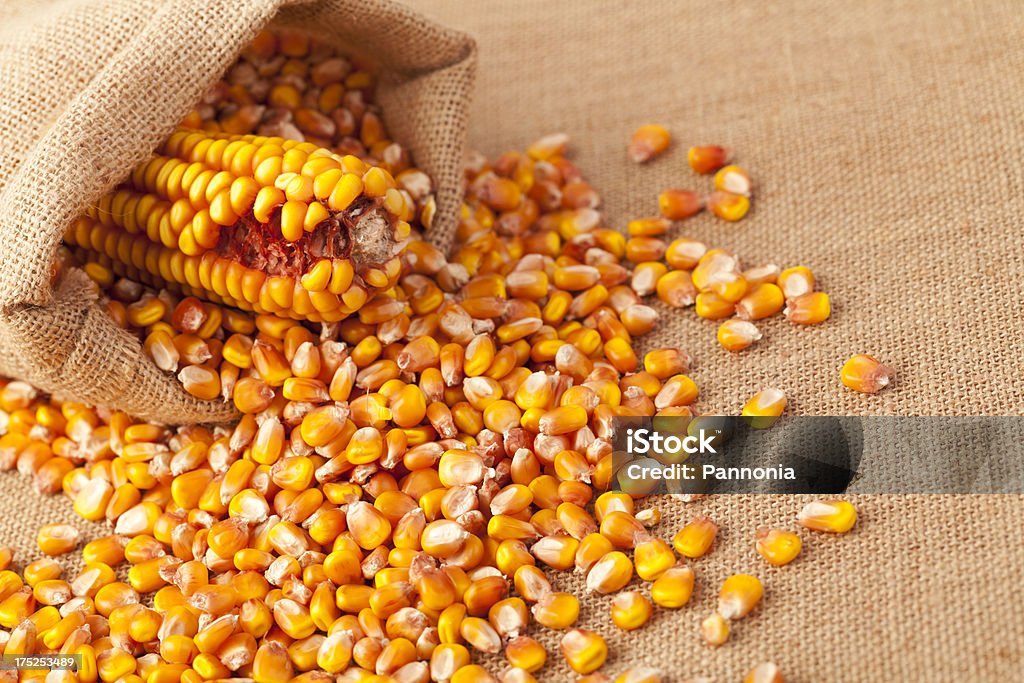 Sementes de milho com saco - Royalty-free Agricultura Foto de stock