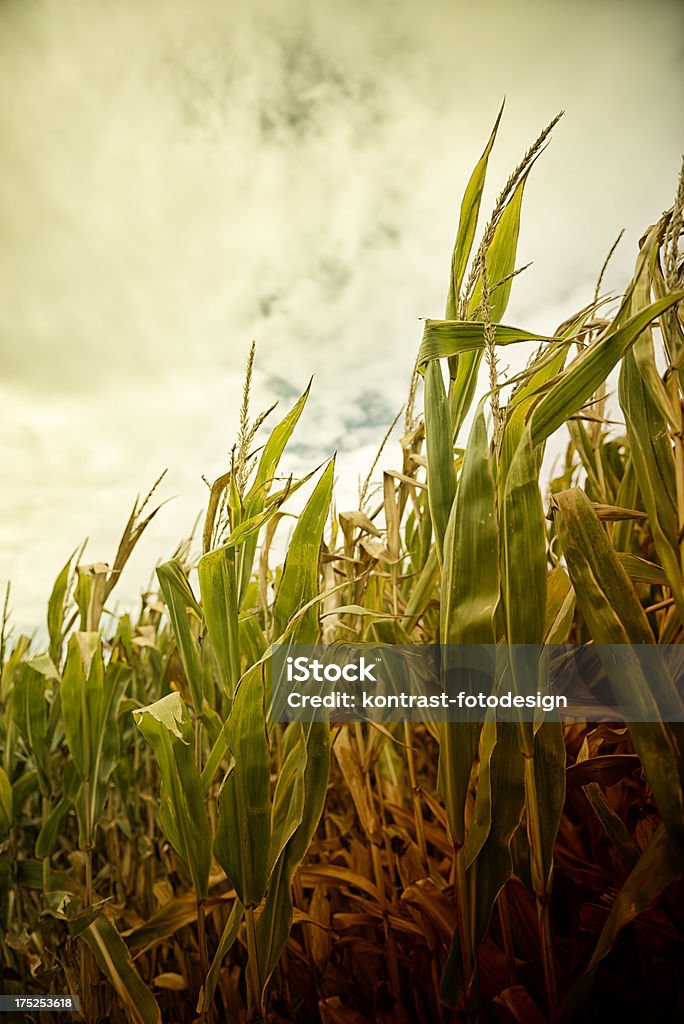 Mais, Corn against cloudy sky Corn against cloudy sky. Shallow Dof. Toned picture.  Agricultural Field Stock Photo