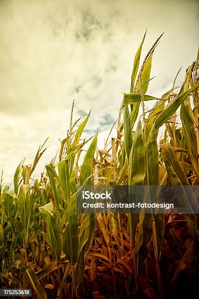 Mais Corn Against Cloudy Sky Stock Photo - Download Image Now - Agricultural Field, Agriculture, Beauty In Nature