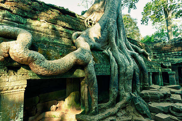 I captured this image at the ancient Ta Prohm temple within the Angkor Wat complex in Cambodia.What touched me most was how these giant tree roots had not only embraced the temple — they had become part of it. Time seemed to melt in that moment. The doorway beneath the roots felt like a threshold to something beyond space and time — as if memory, nature, and sacred geometry had woven themselves into one presence.I stood there in awe, listening to the silence behind the green moss, the stone, and the wood. It was as if the roots whispered stories long forgotten by men, but never lost to the Earth.
